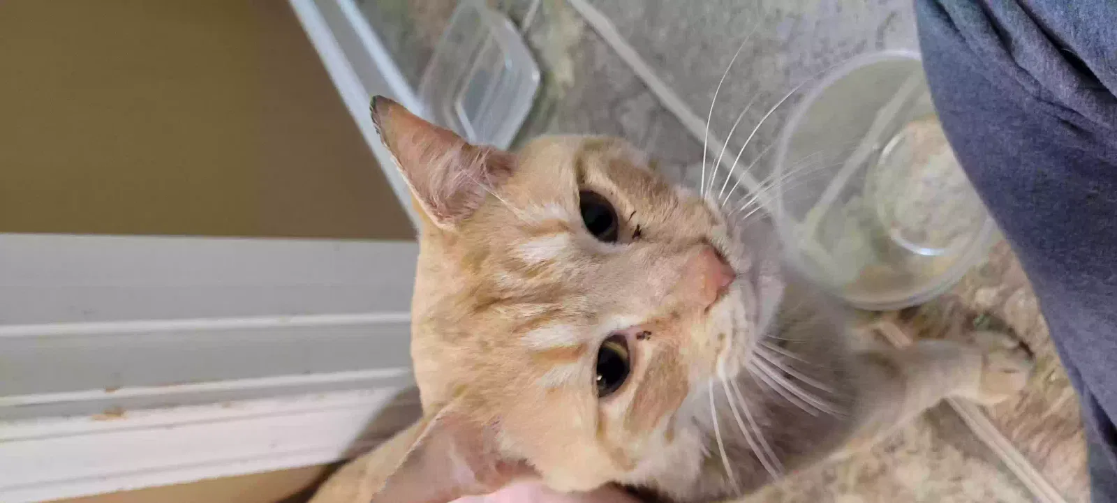 Found cat in Owensboro, KY, 42303