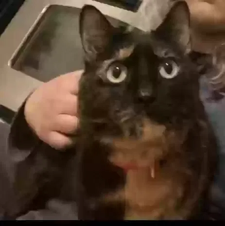 Lost cat in Layton, UT, 84040