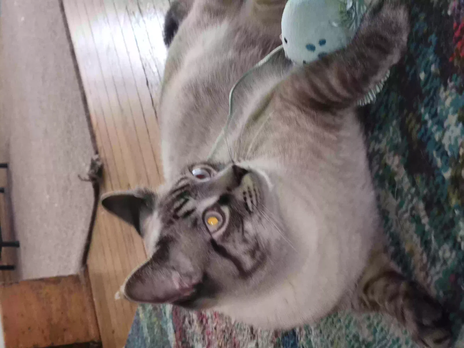 Lost cat in Cuyahoga Falls, OH, 44221