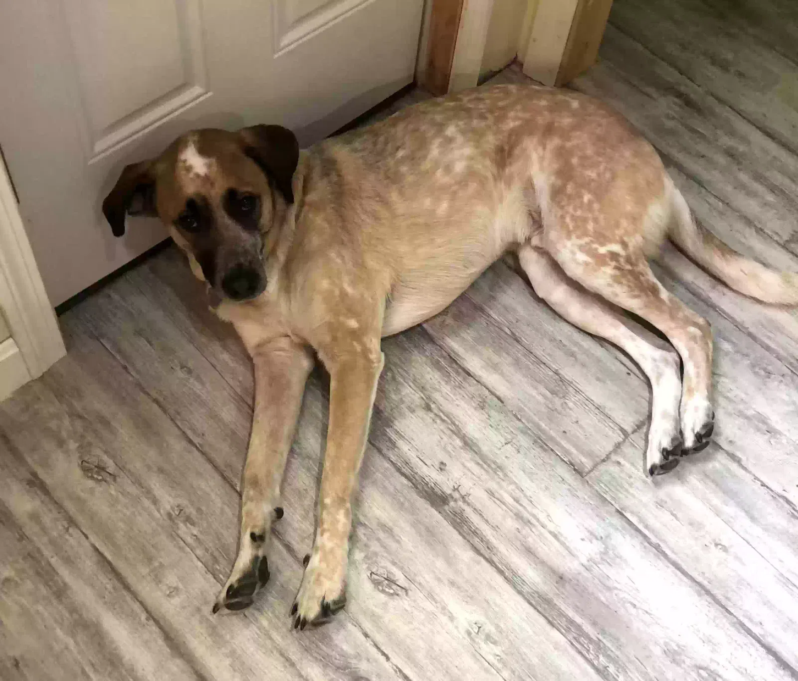 Lost dog in Merrimac, MA, 1860