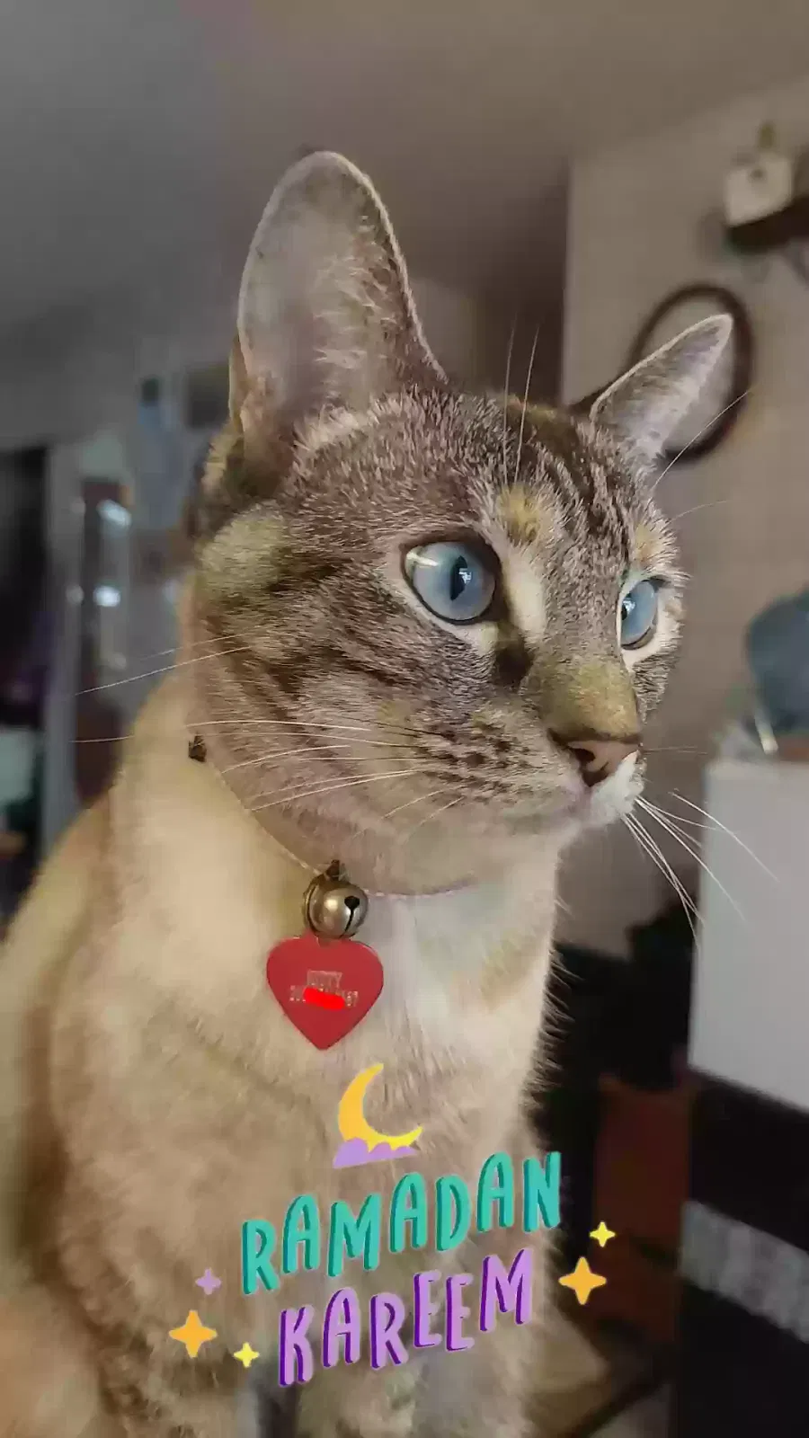 Lost cat in San Antonio, TX, 78217