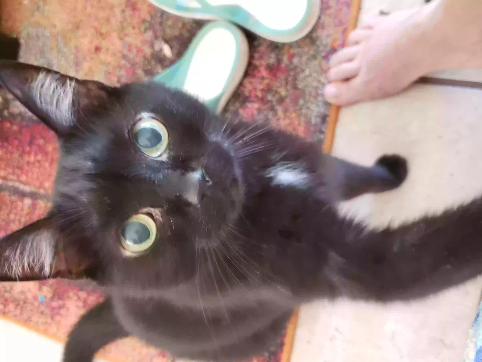 Lost cat in Port Saint Lucie, FL, 34953