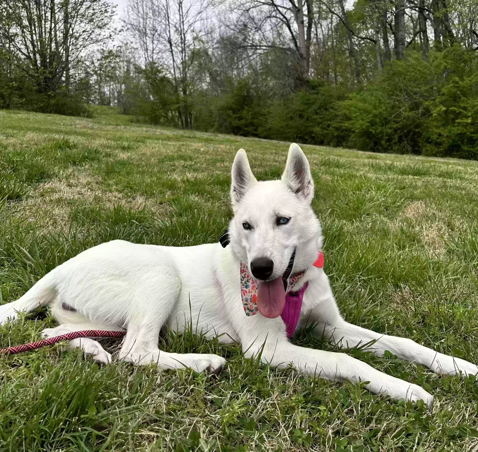 Lost dog in Gainesville, GA, 30504