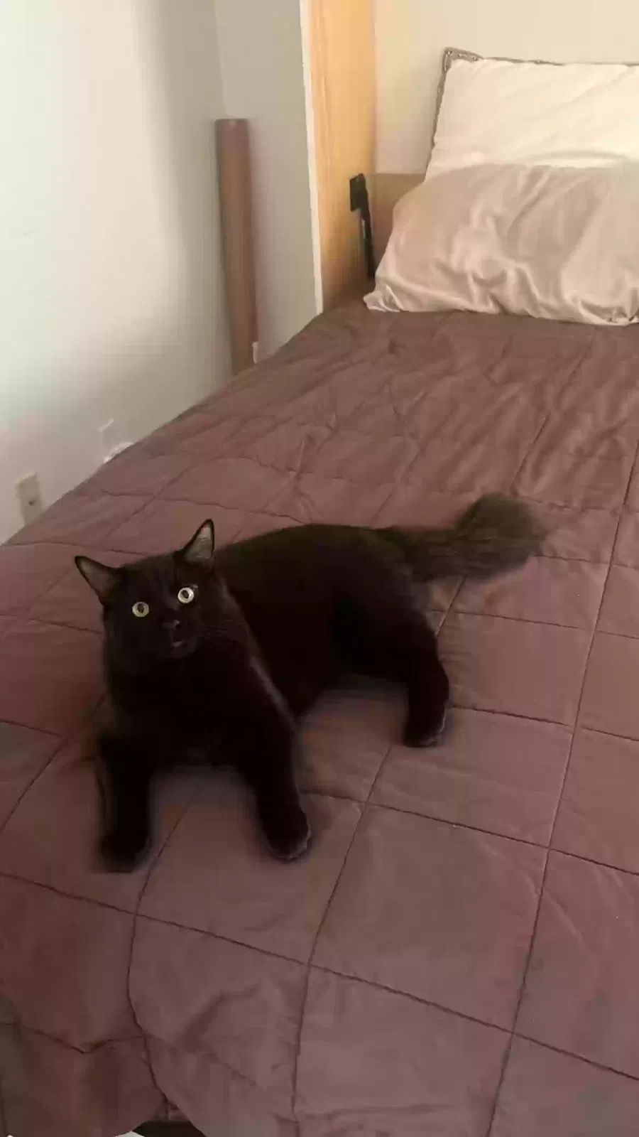 Lost cat in Los Angeles, CA, 90066