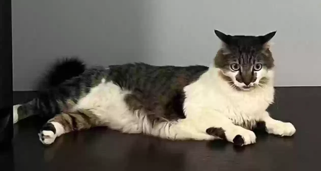 Lost cat in San Francisco, CA, 94117