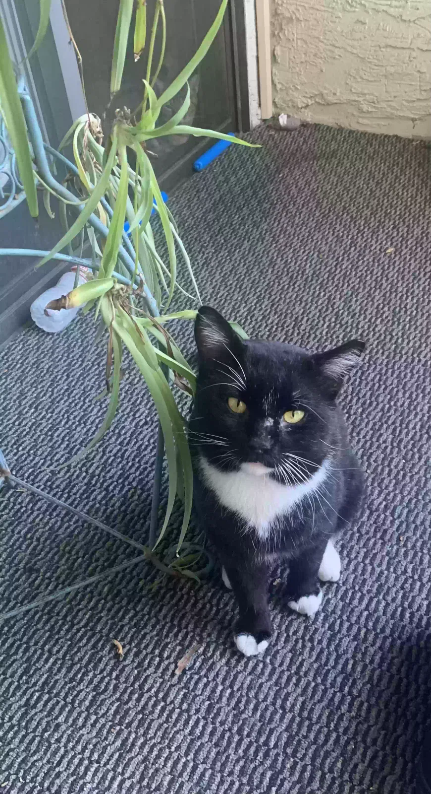 Lost cat in Scottsdale, AZ, 85251