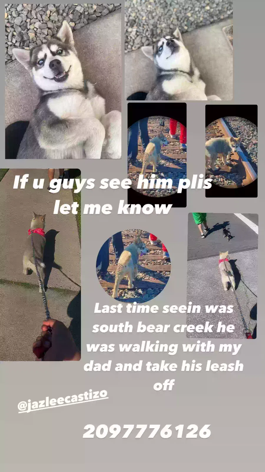 Lost dog in Merced, CA, 95340