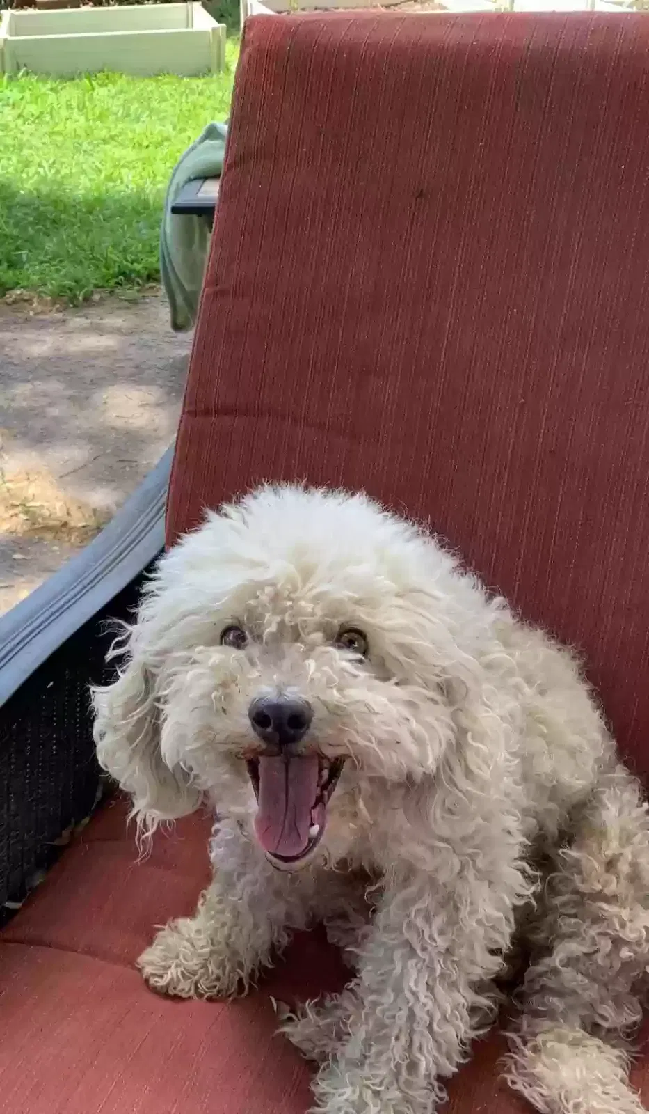 Lost dog in Sacramento, CA, 95815