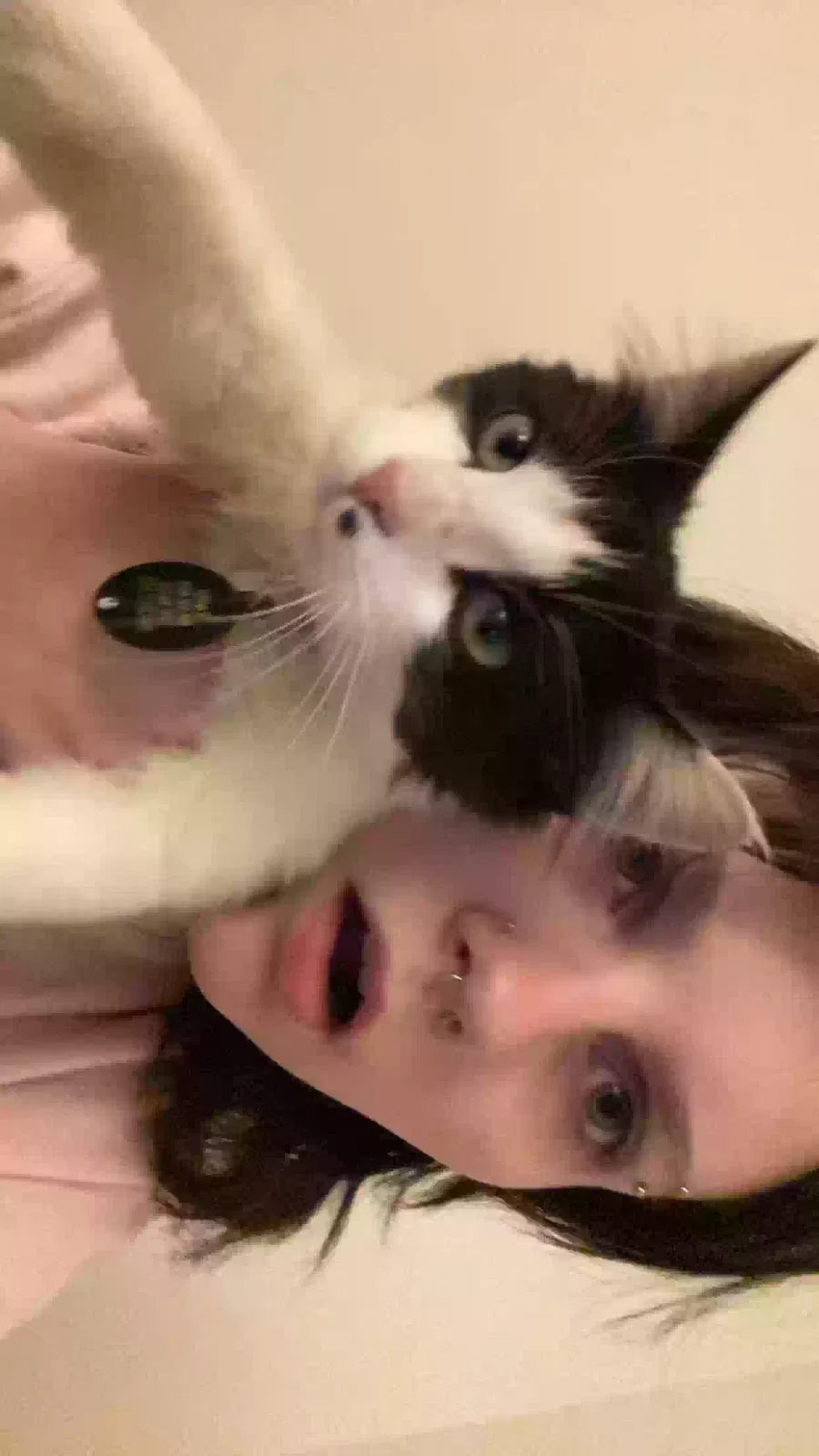 Lost cat in Henrico, VA, 23228