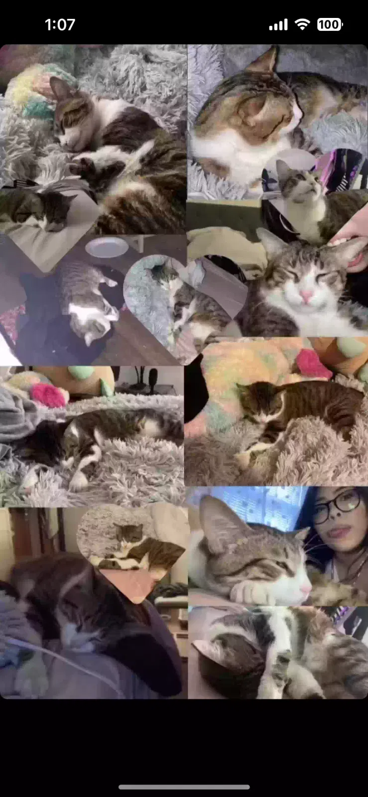 Lost cat in Hillside, NJ, 7205