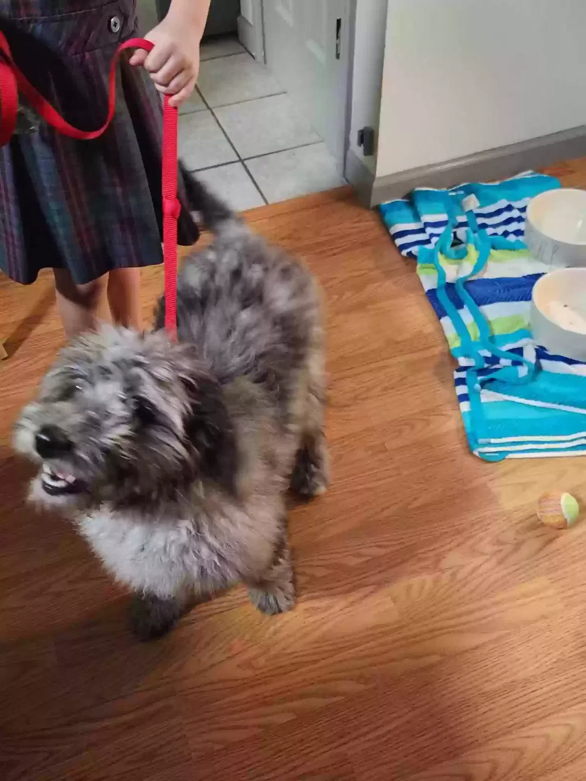 Lost dog in Westwego, LA, 70096