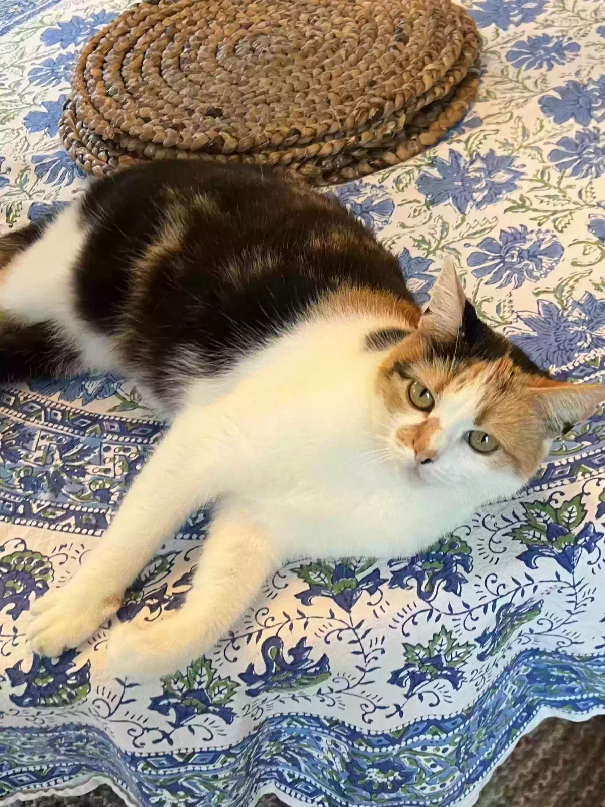 Lost cat in Birmingham, AL, 35223