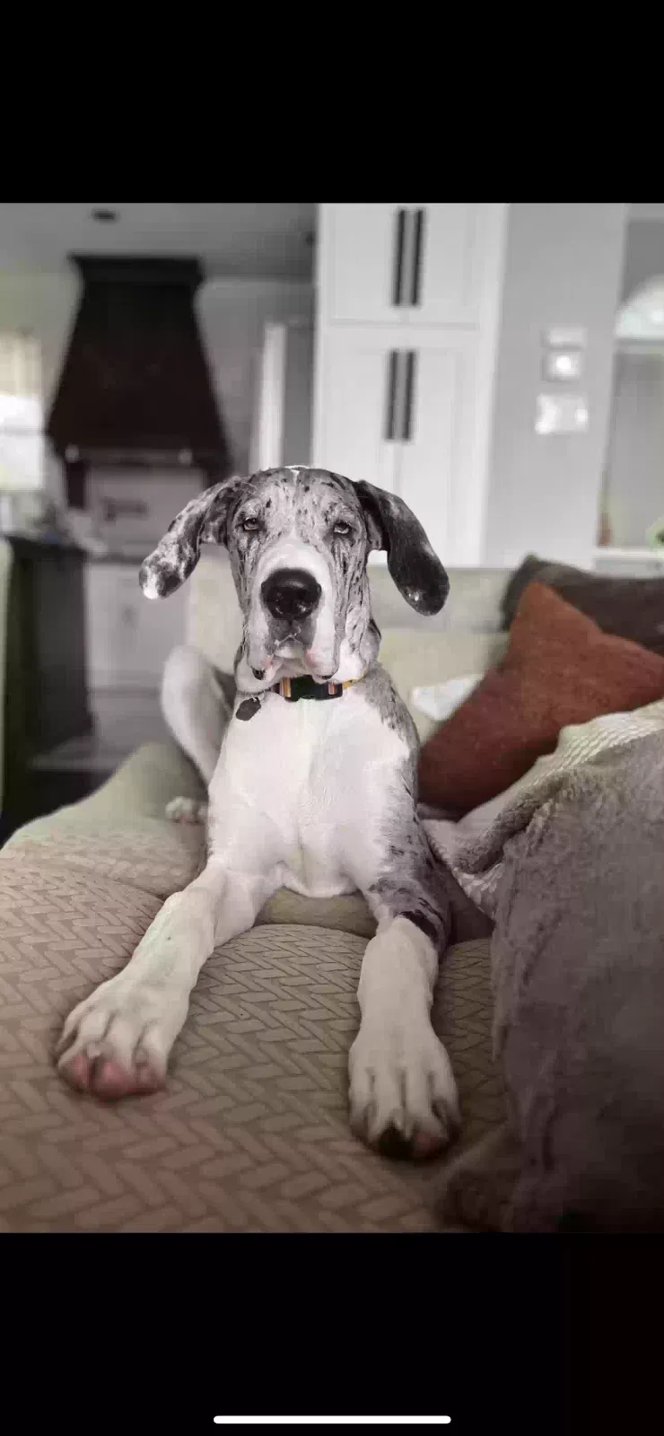 Lost dog in Cleburne, TX, 76033