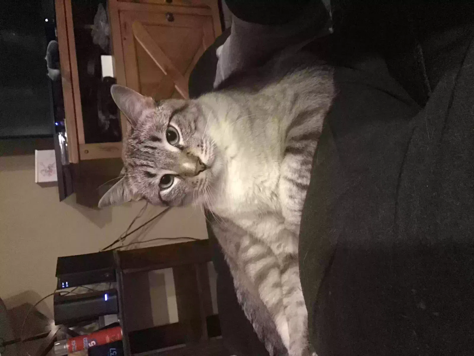 Lost cat in Carrollton, TX, 75010