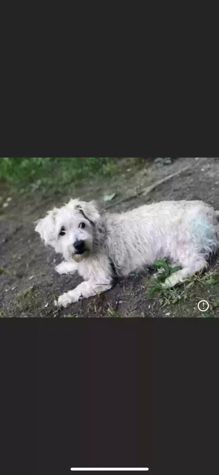 Lost dog in Columbus, OH, 43207