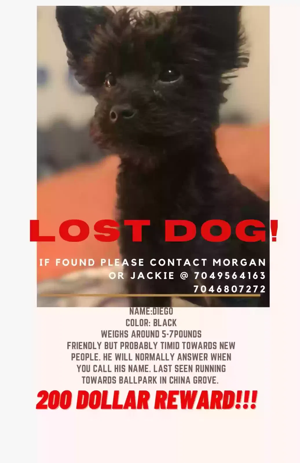 Lost dog in China Grove, NC, 28023