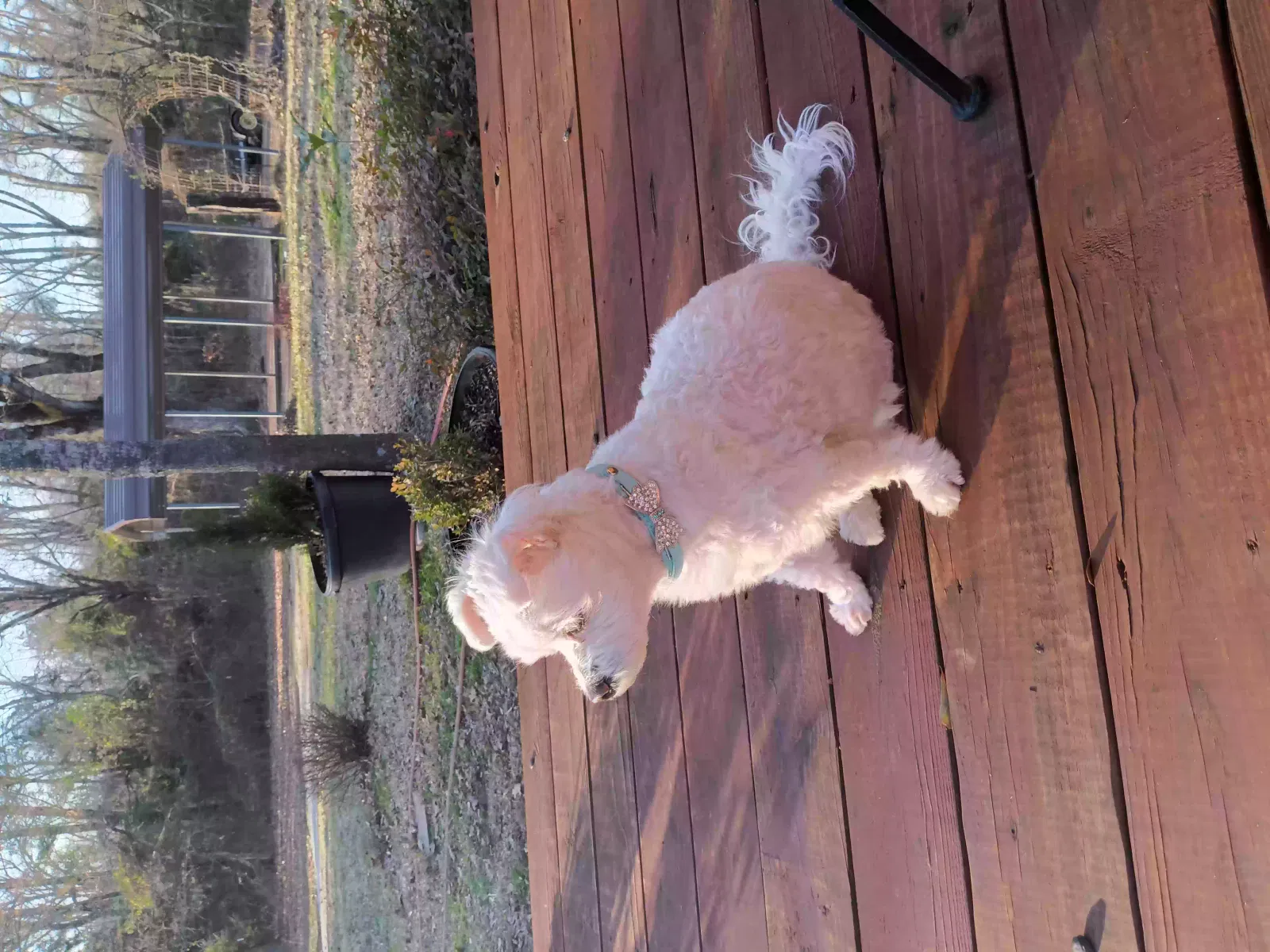 Lost dog in Canton, TX, 75103