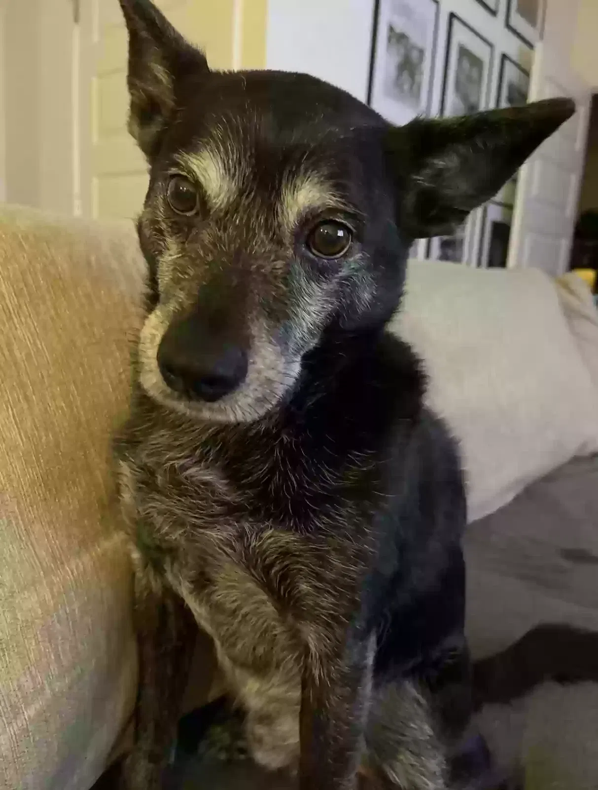 Lost dog in Austin, TX, 78745