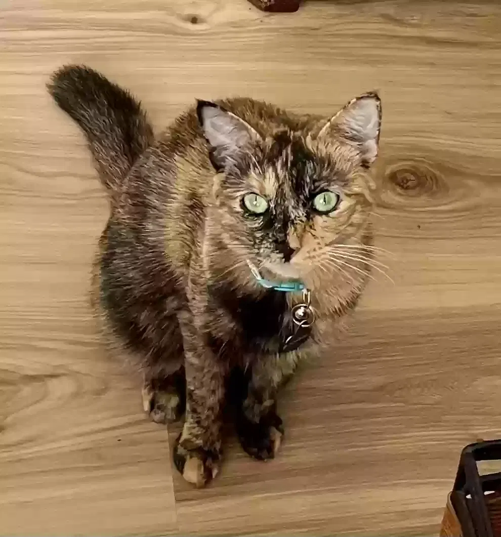 Lost cat in Vero Beach, FL, 32966