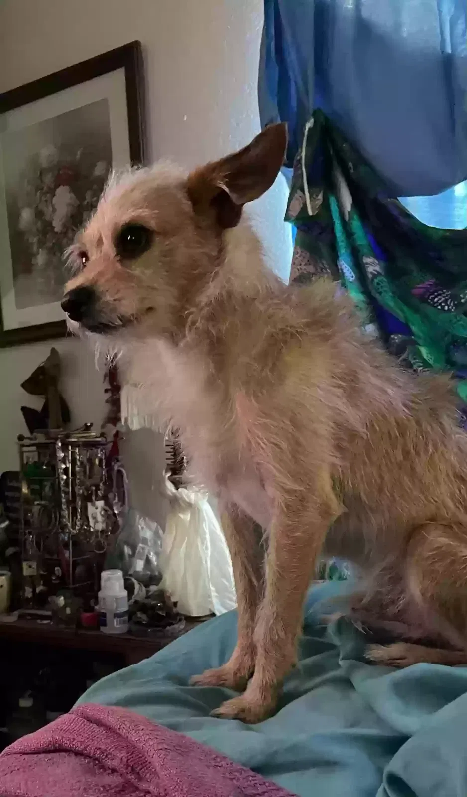 Lost dog in Las Vegas, NV, 89156