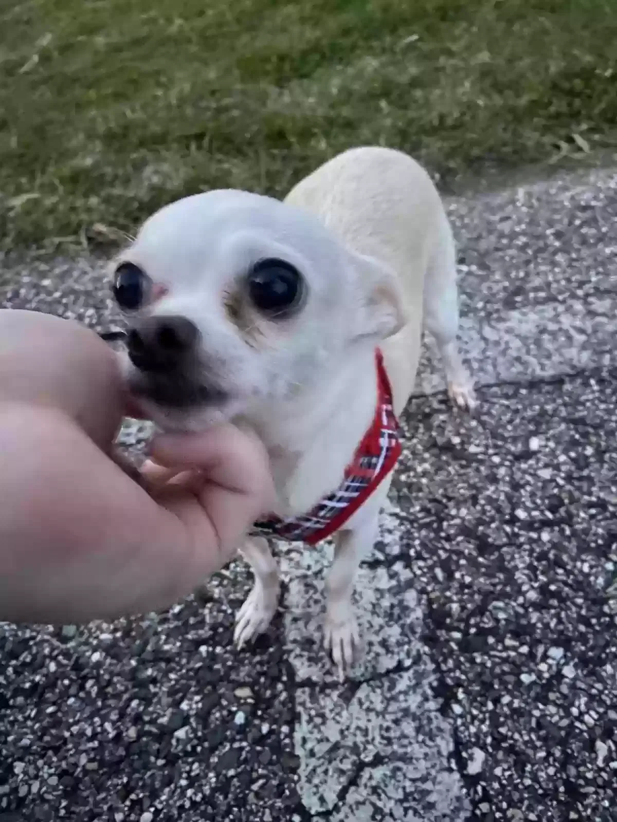 Lost dog in Cypress, TX, 77433