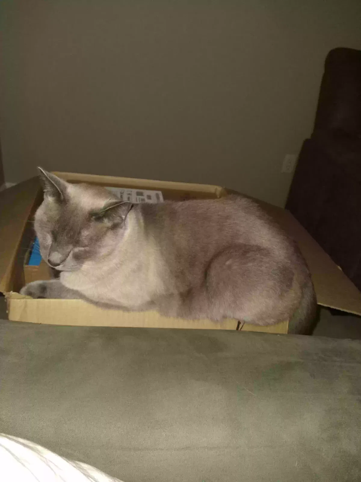 Lost cat in Houston, TX, 77043
