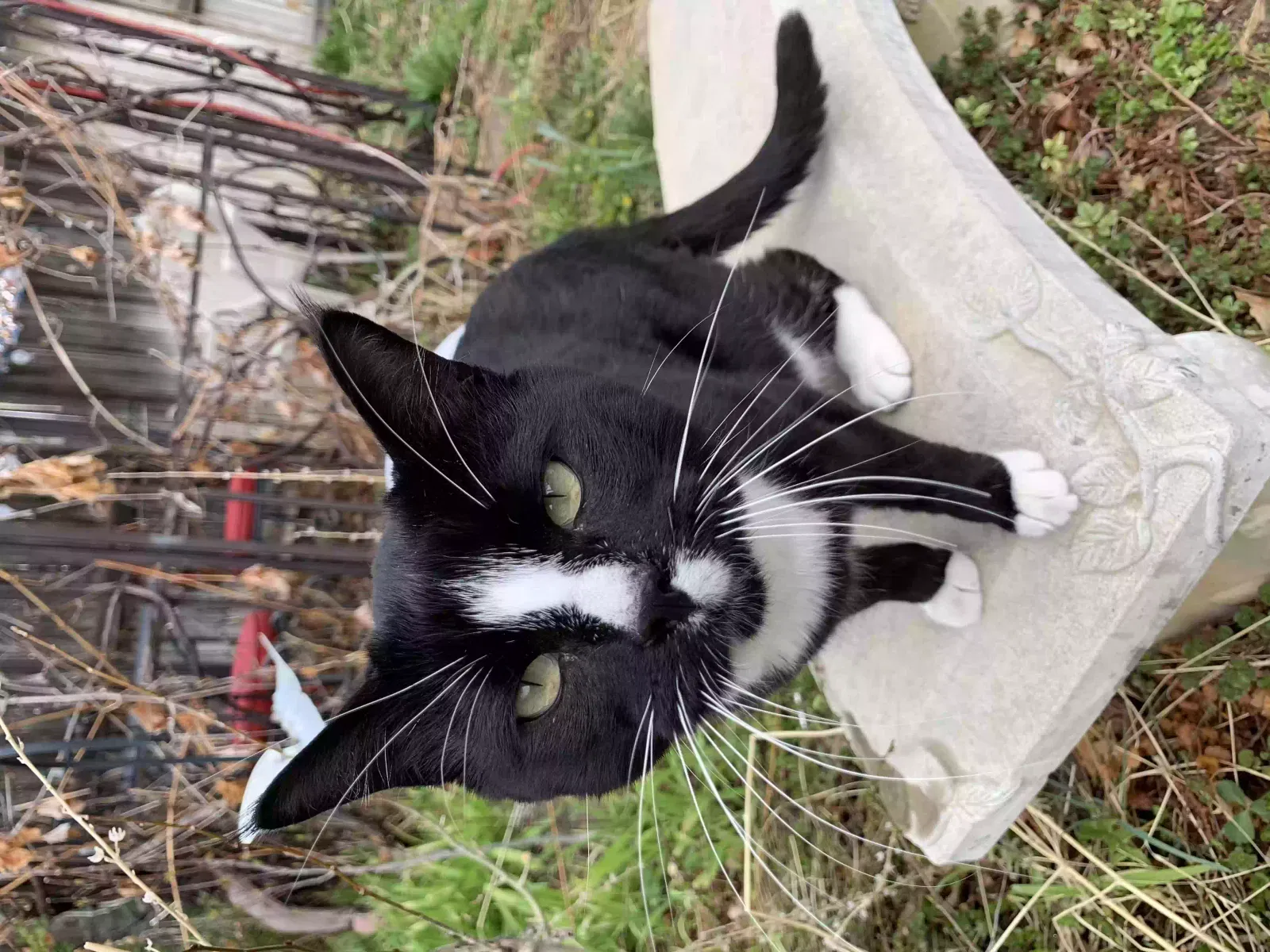 Lost cat in Aurora, CO, 80013
