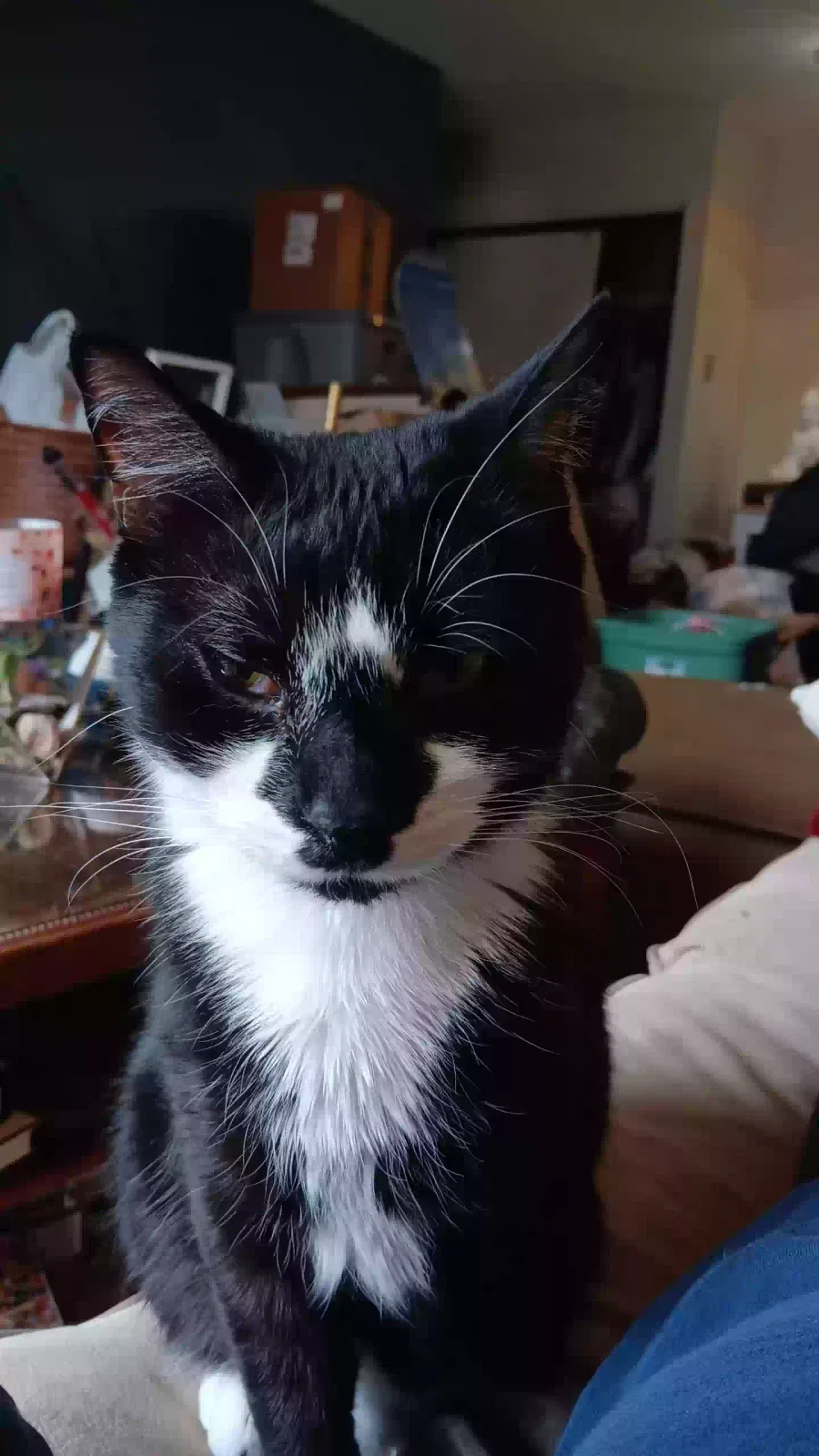 Lost cat in Muskegon, MI, 49442