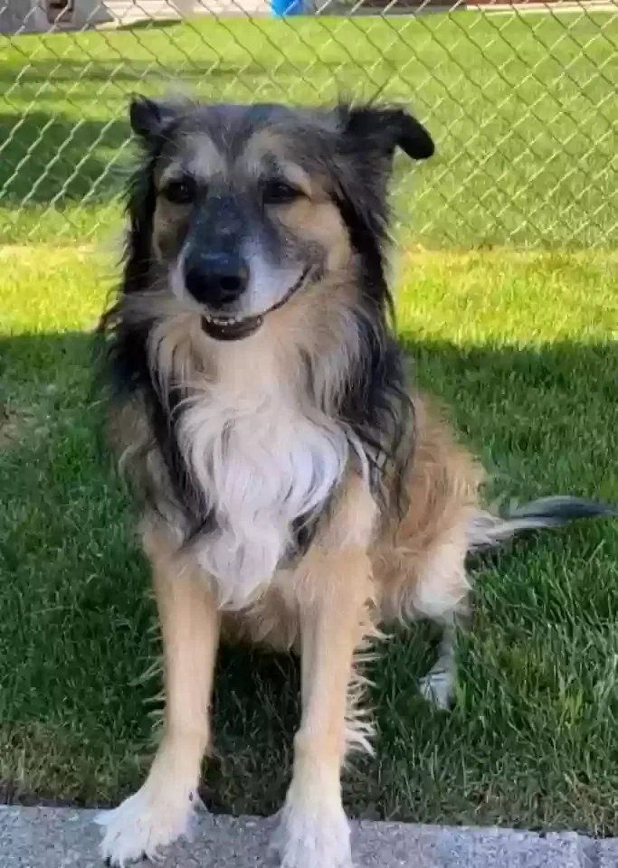 Lost dog in Bridgeview, IL, 60455