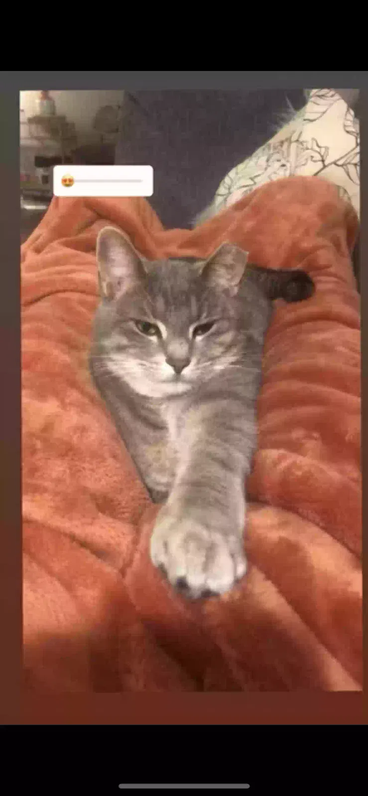 Lost cat in Kansas City, MO, 64118