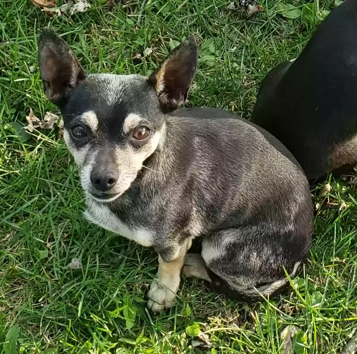 Lost dog in Bellflower, CA, 90706