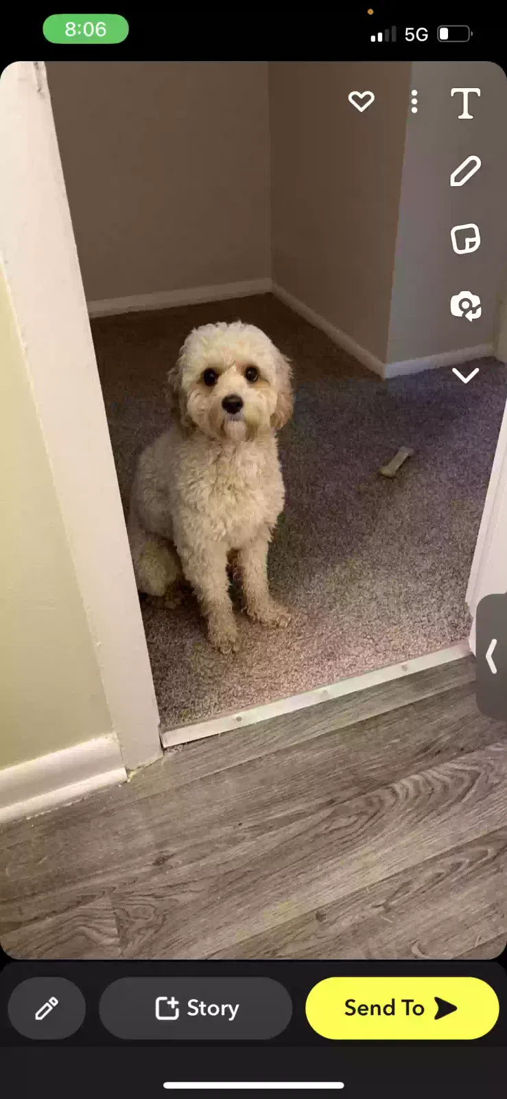 Lost dog in Windsor Mill, MD, 21244
