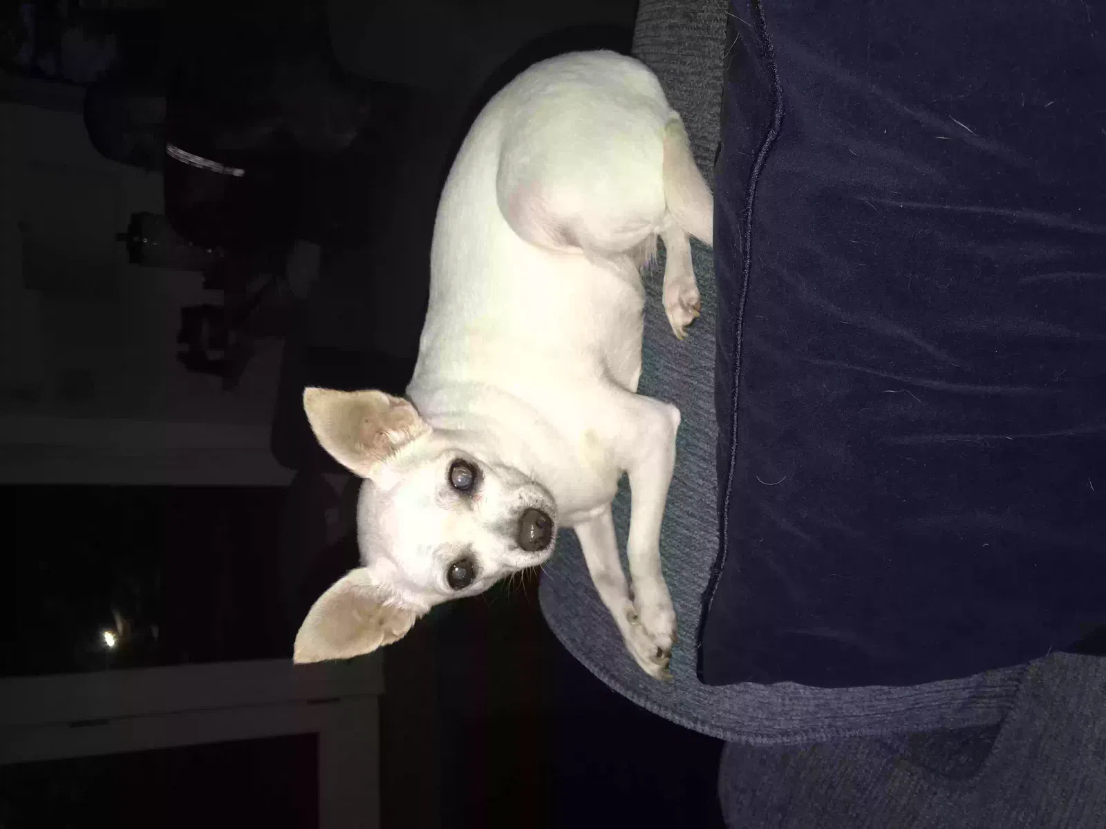 Lost dog in Stanwood, MI, 49346