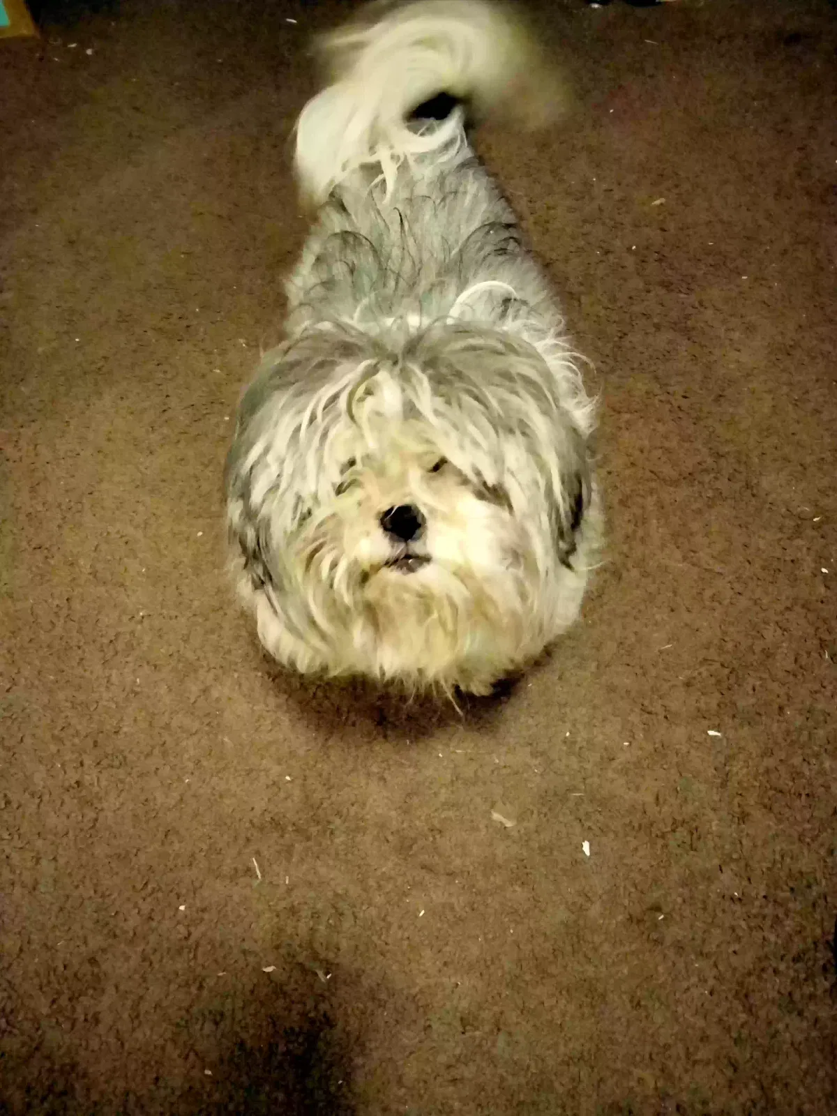 Found dog in Albuquerque, NM, 87123