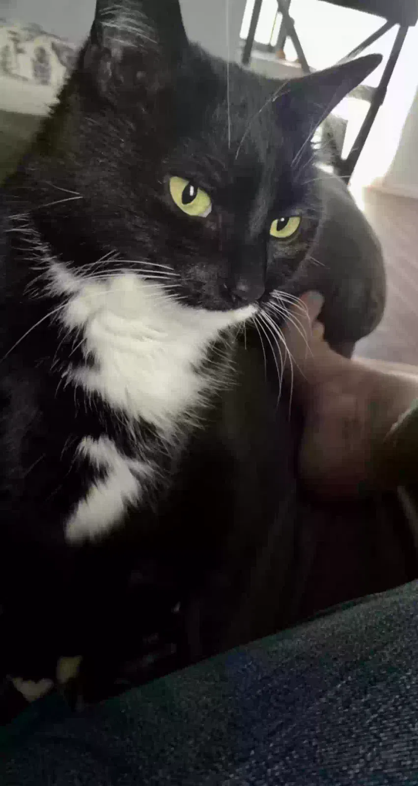 Lost cat in Grand Rapids, MI, 49525