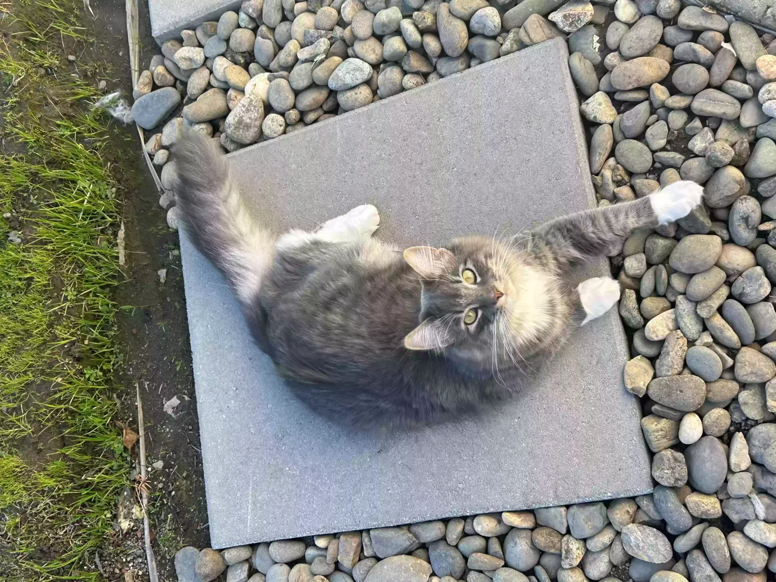 Lost cat in Antelope, CA, 95843