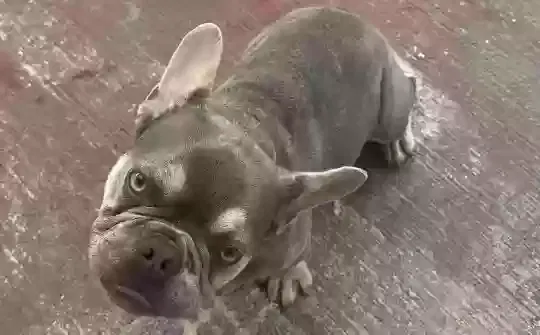 Lost dog in Katy, TX, 77449