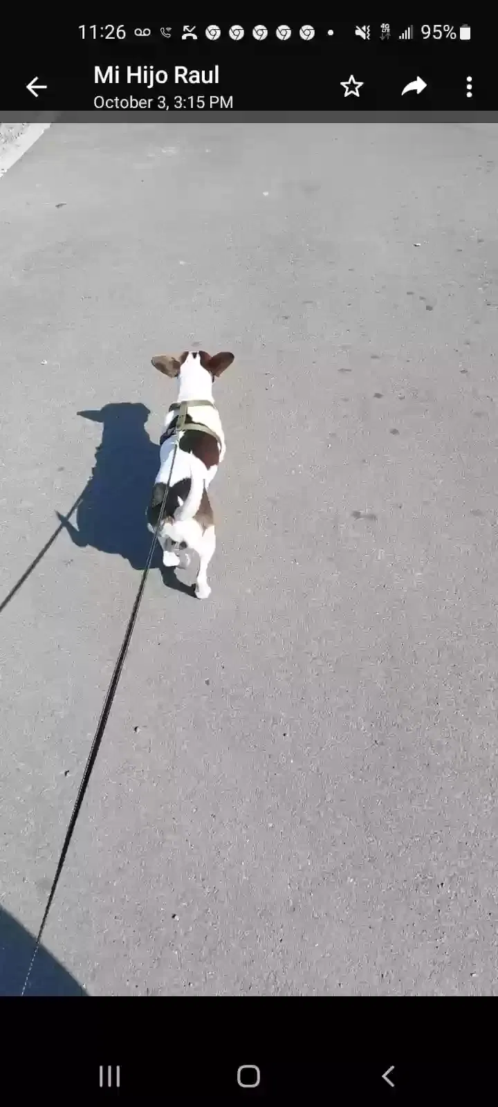 Lost dog in Chula Vista, CA, 91911
