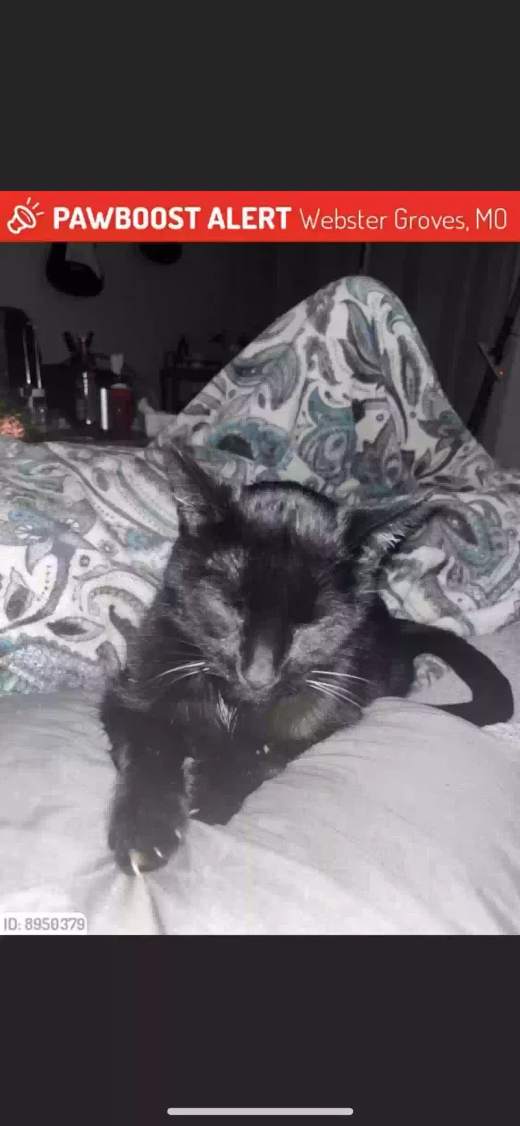 Lost cat in Saint Louis, MO, 63119