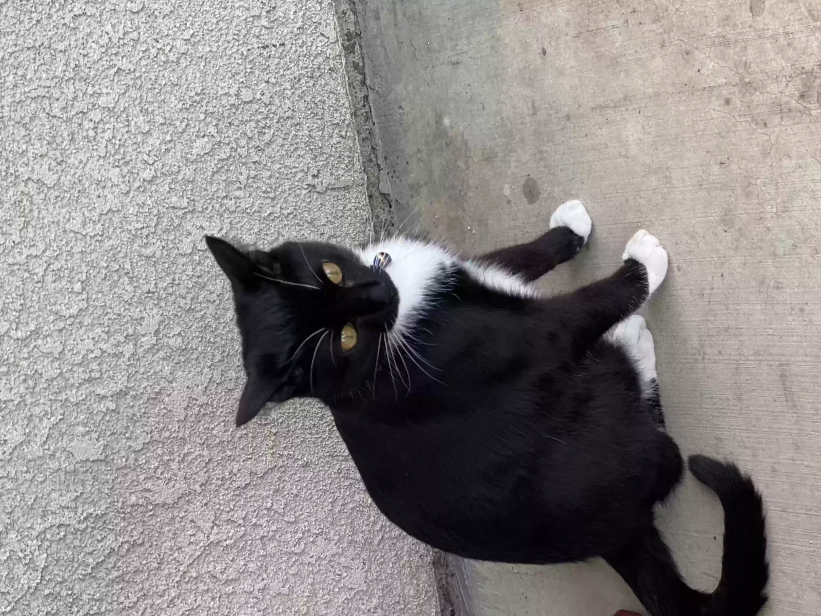 Lost cat in Madera, CA, 93637