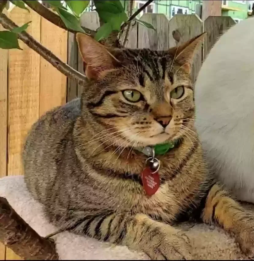 Lost cat in Covington, KY, 41011