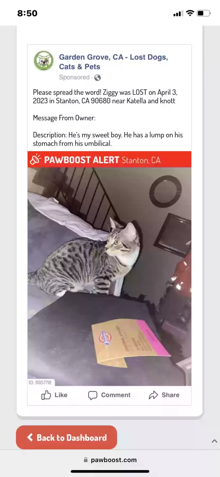 Lost cat in Stanton, CA, 90680