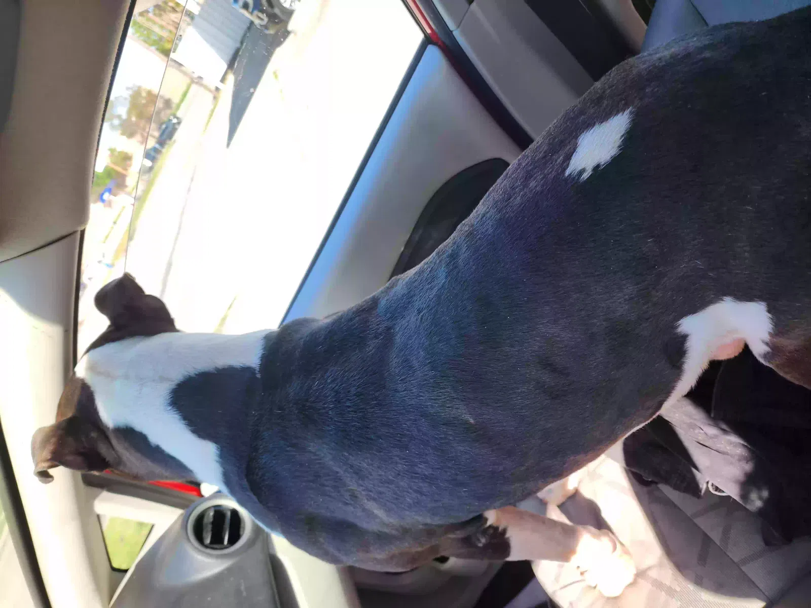 Found dog in Humble, TX, 77346