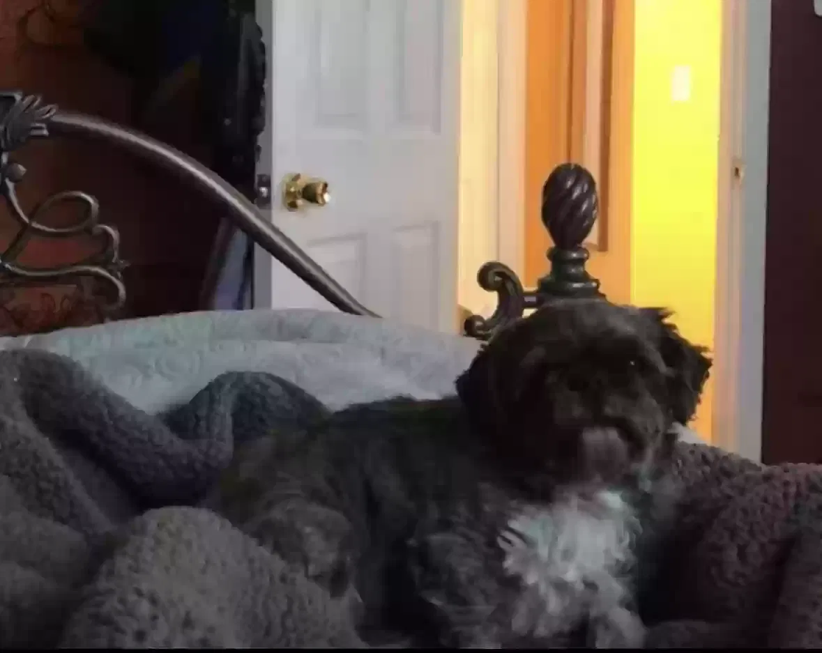 Lost dog in Poughquag, NY, 12570