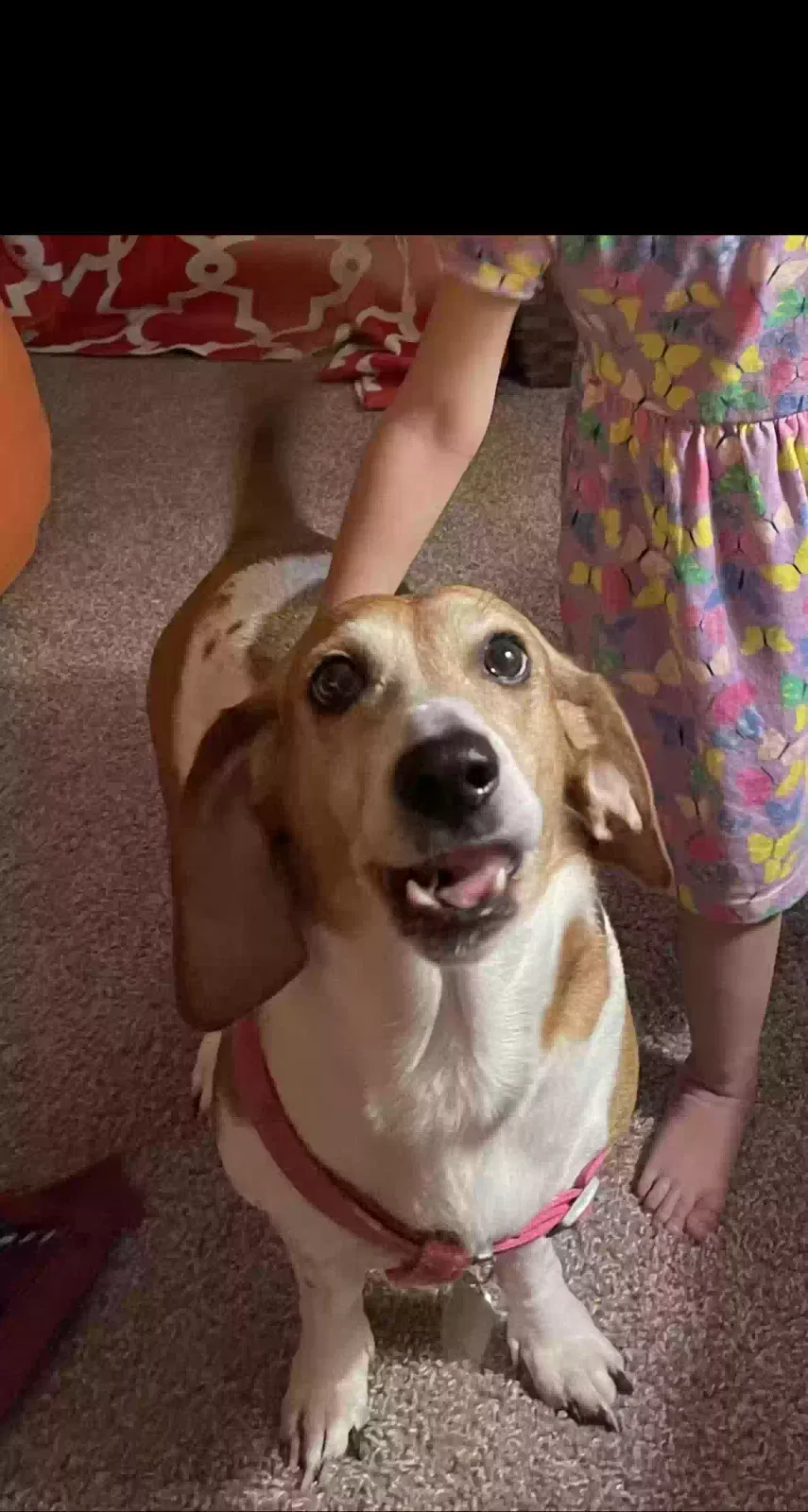 Lost dog in Lakeland, FL, 33805