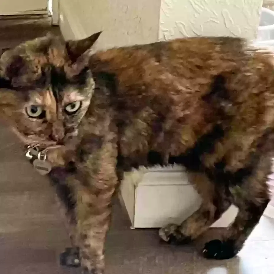 Lost cat in Savannah, GA, 31419
