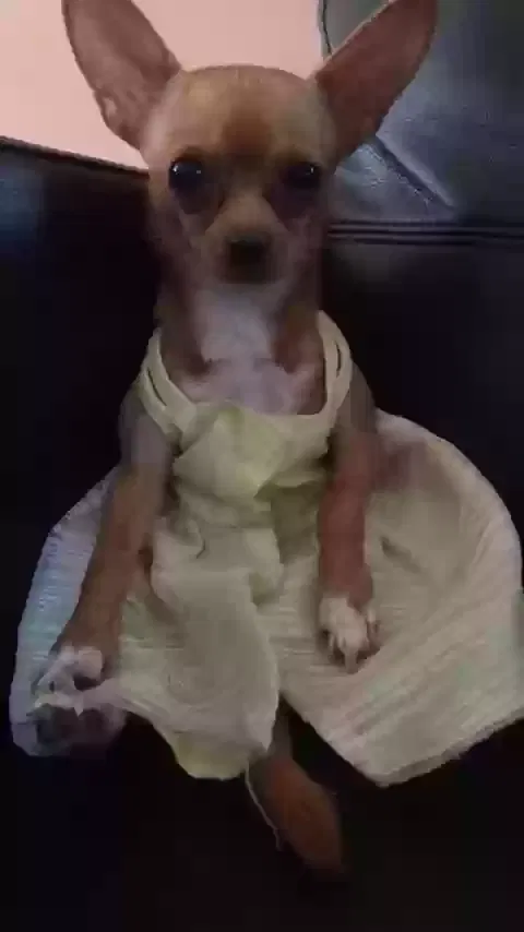 Lost dog in Indianapolis, IN, 46228