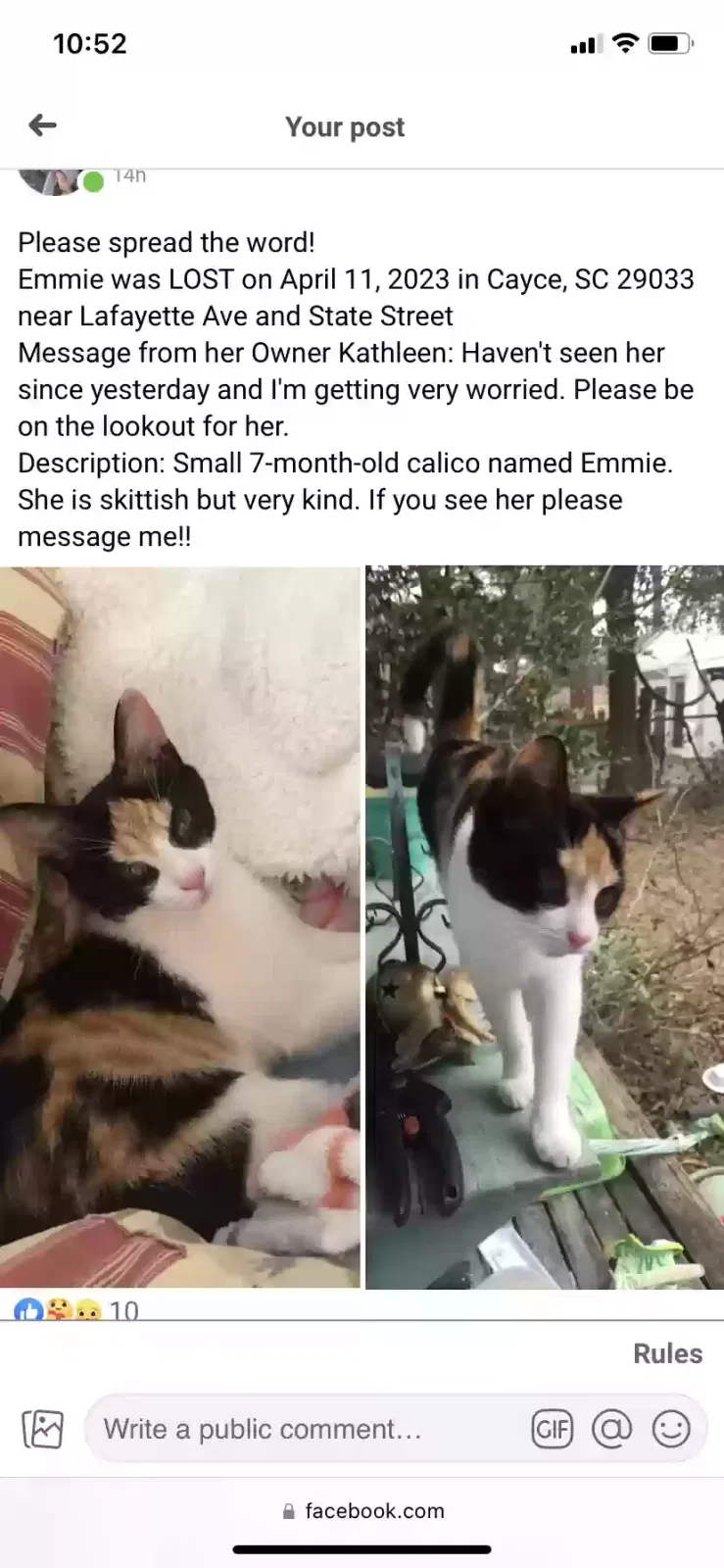 Lost cat in Cayce, SC, 29033