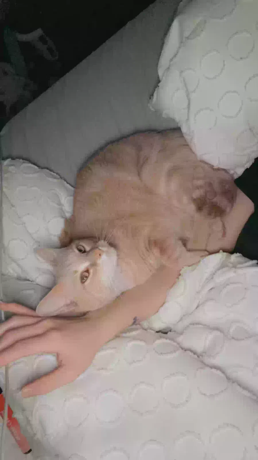 Lost cat in Kansas City, MO, 64152