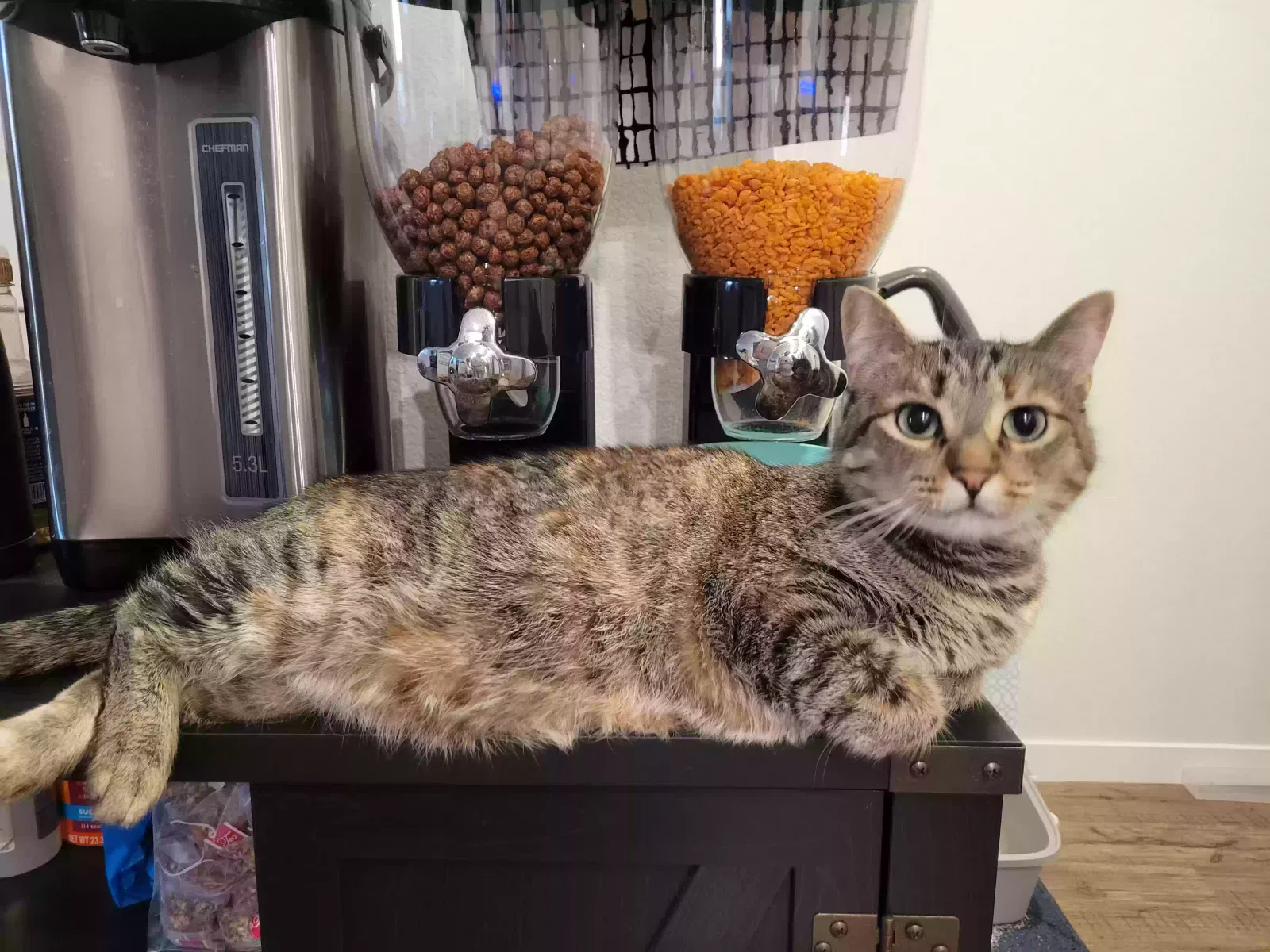 Lost cat in Denver, CO, 80238
